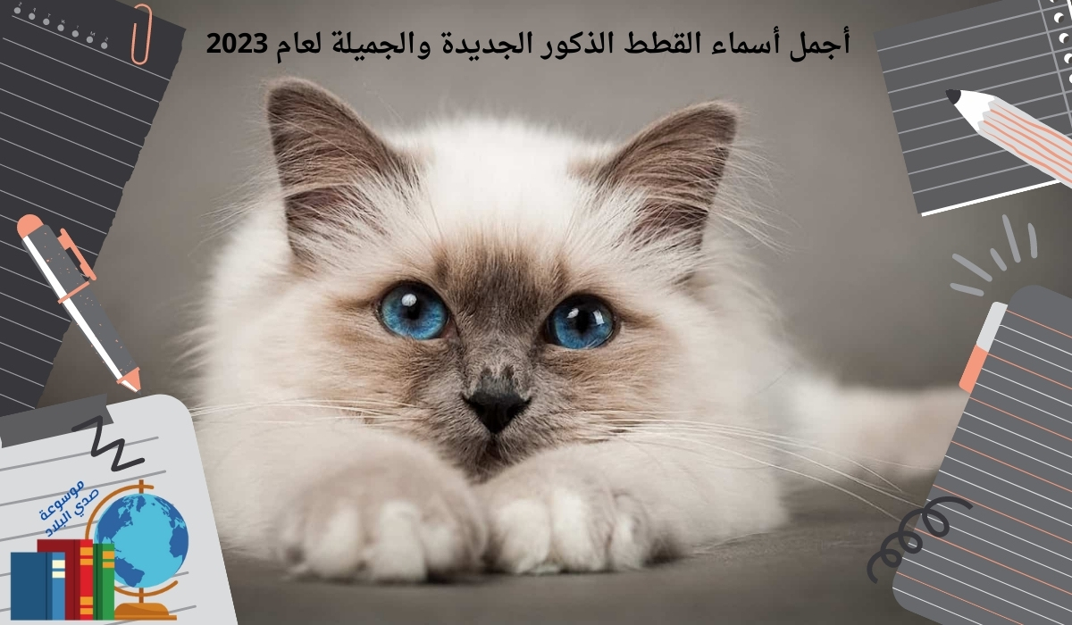 أجمل أسماء القطط الذكور الجديدة والجميلة لعام 2023