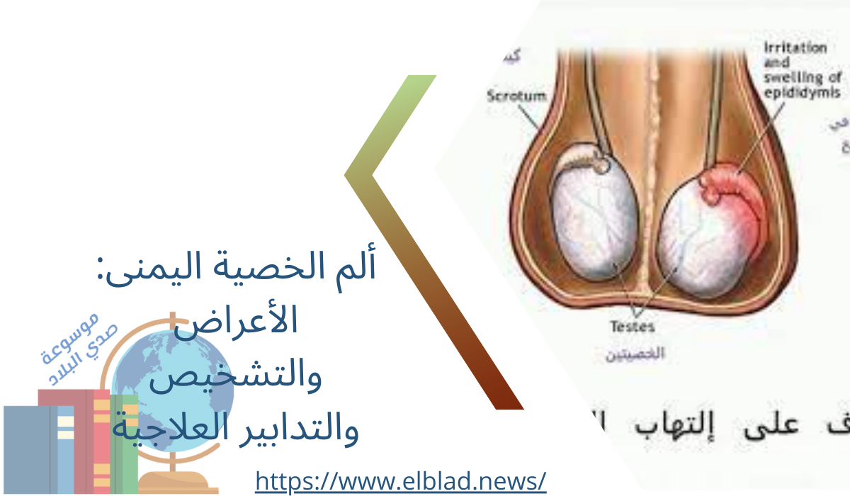 ألم الخصية اليمنى: الأعراض والتشخيص والتدابير العلاجية