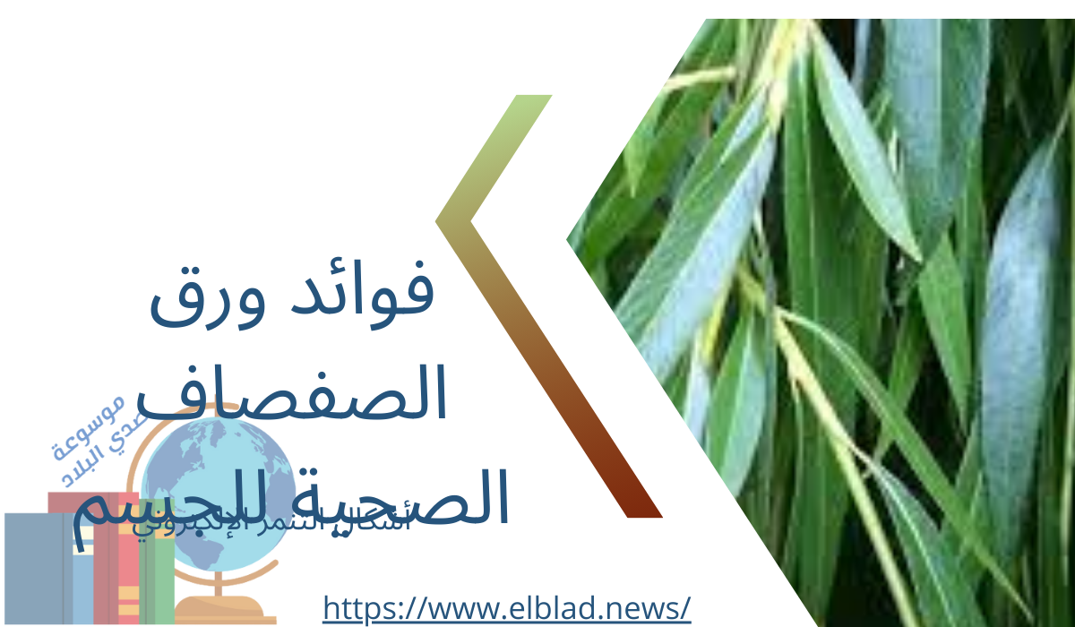 فوائد ورق الصفصاف الصحية للجسم