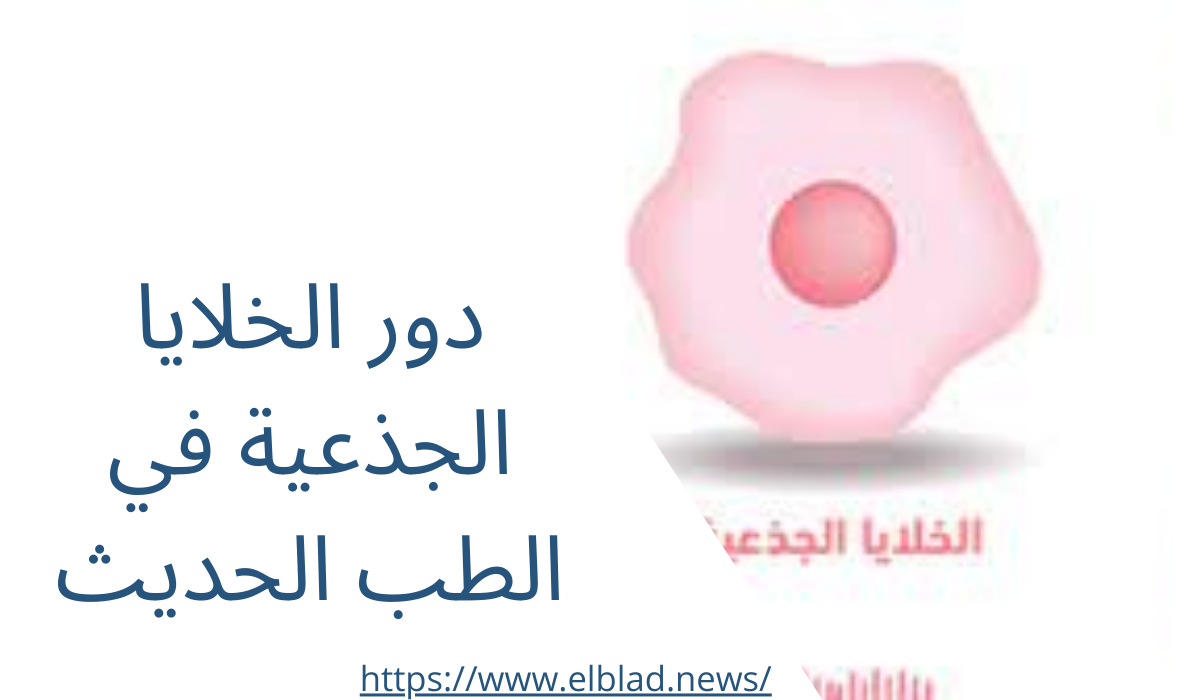 دور الخلايا الجذعية في الطب الحديث