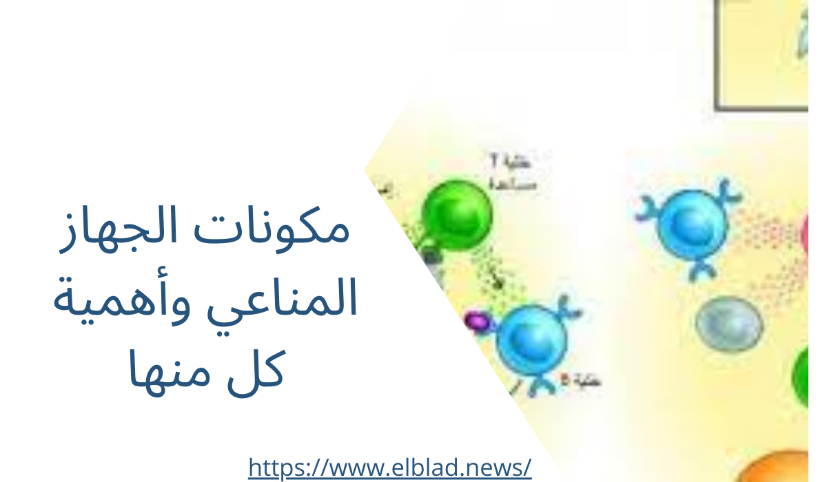 مكونات الجهاز المناعي وأهمية كل منها